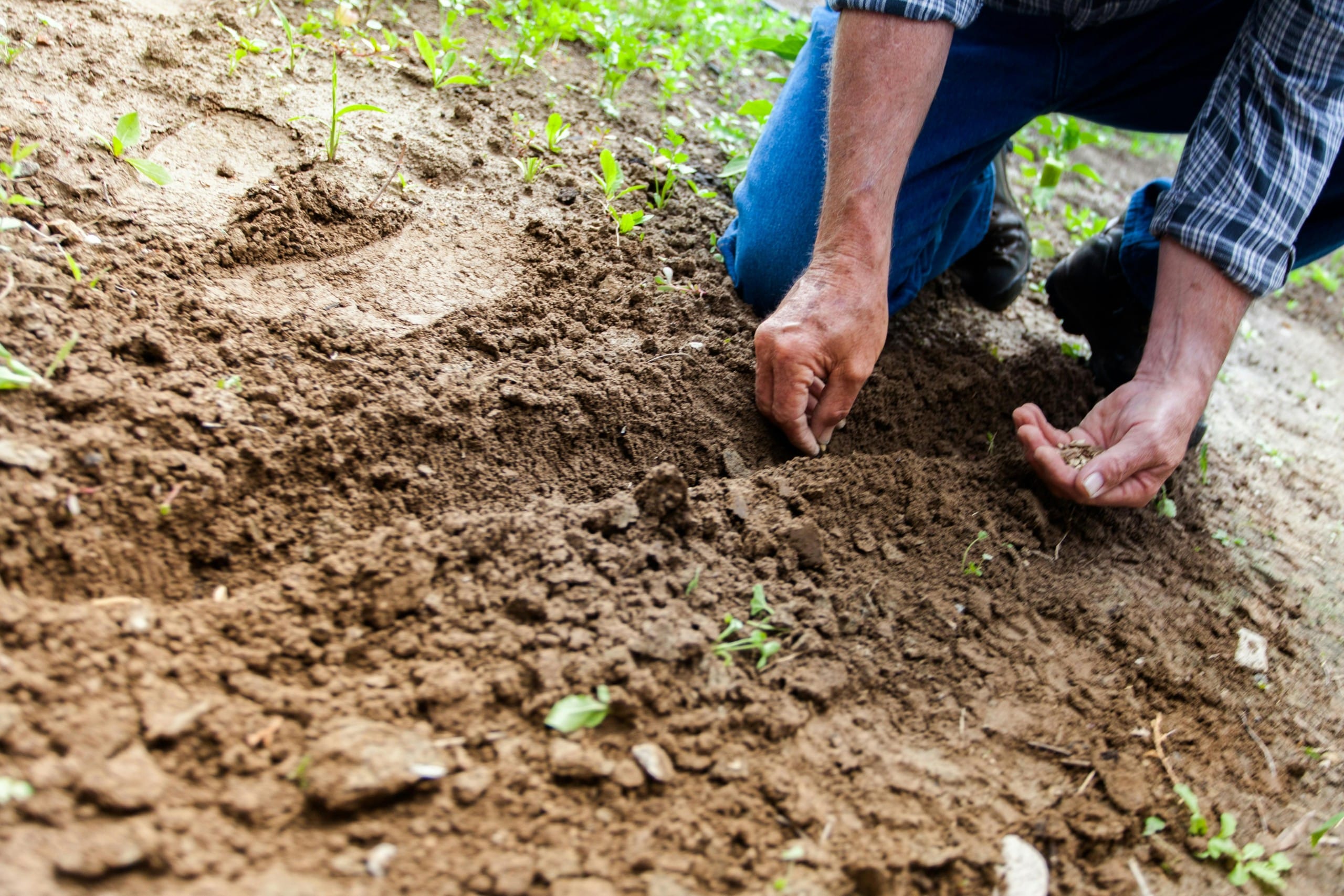 Featured image for “All of the places that offer classes in Houston where Dads and kids can garden together”
