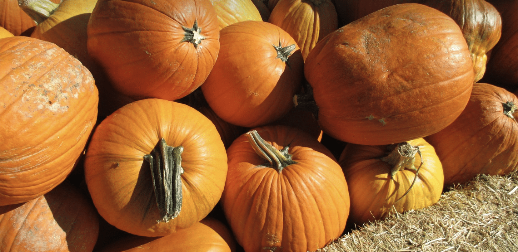 Featured image for “The best fall festivals for families in and around Houston”